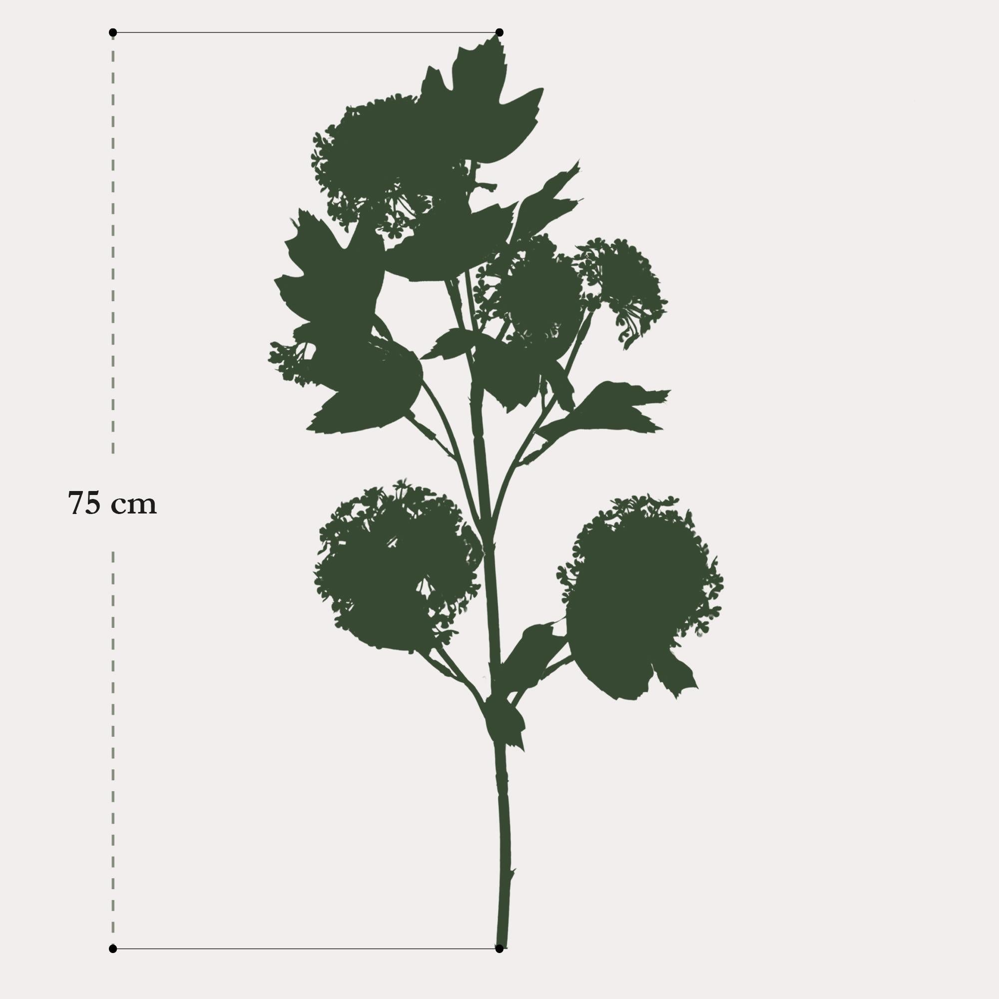 Viburnum Opulus grene - x4 - 75cm