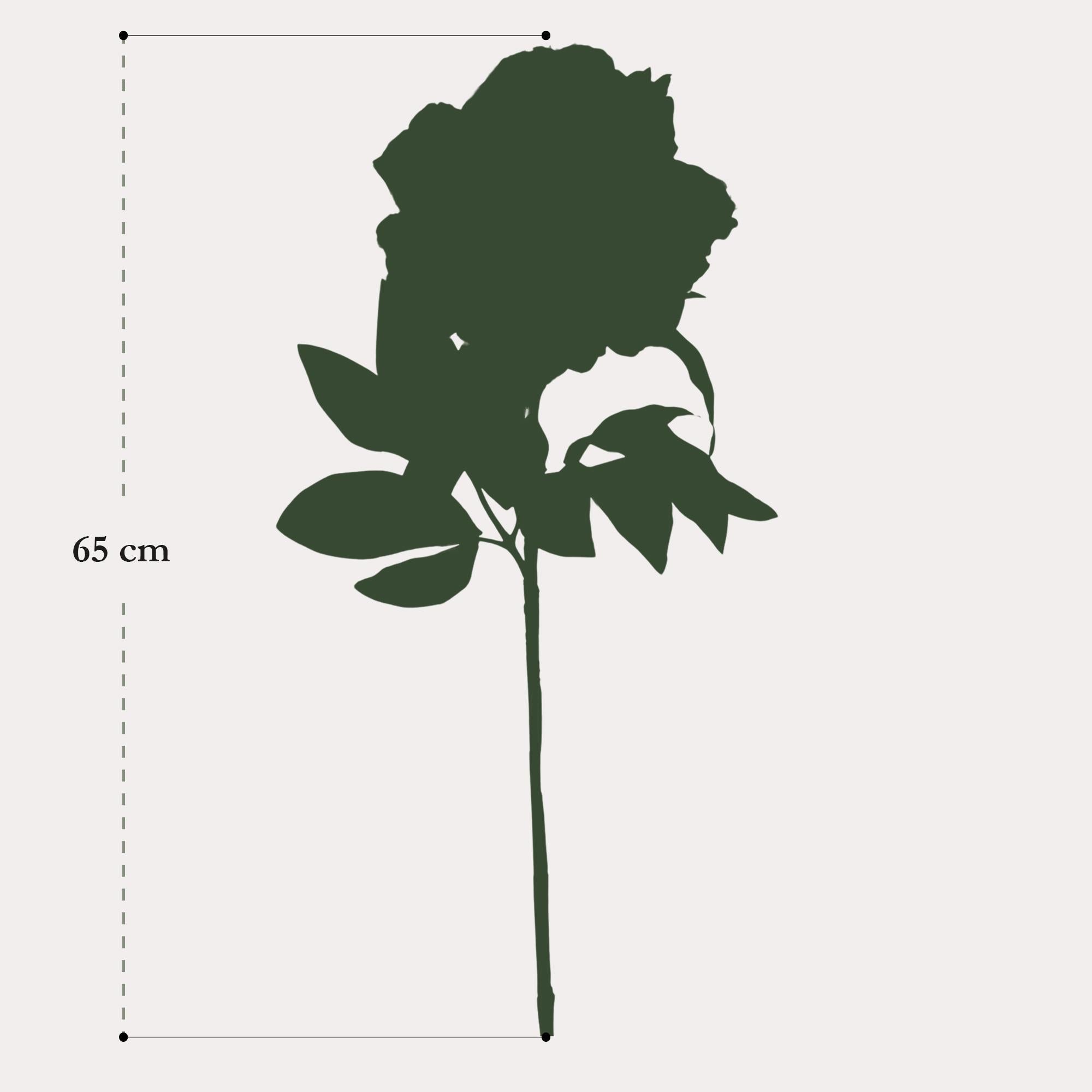 Pæoner - x5 - 65cm